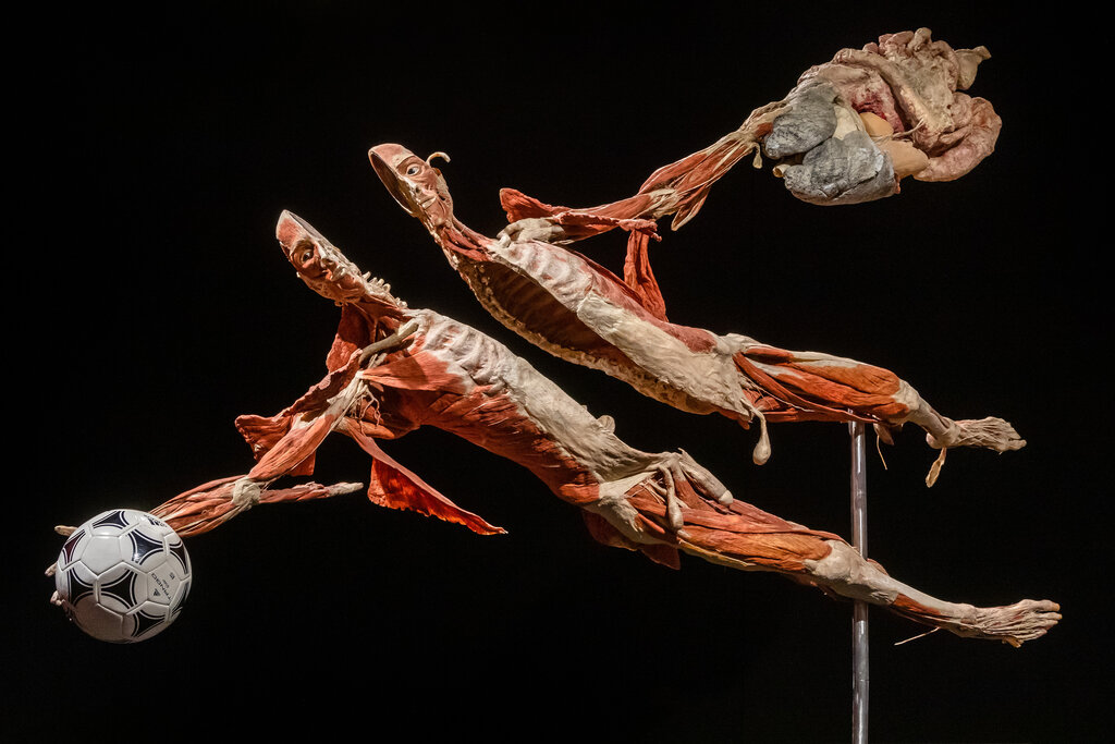 Körperwelten Ausstellung Nordlicht 02