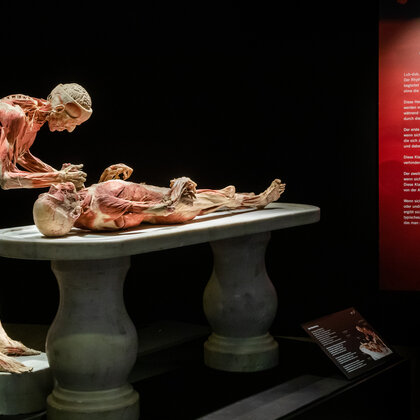 Körperwelten Ausstellung Nordlicht 04