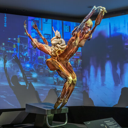 K&ouml;rperwelten Ausstellung Nordlicht 05