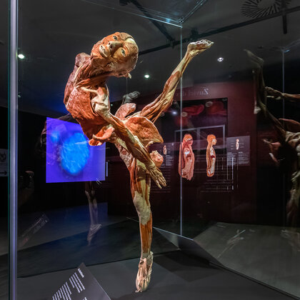 K&ouml;rperwelten Ausstellung Nordlicht 07