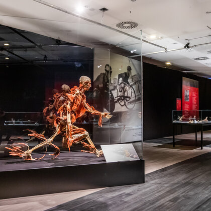 K&ouml;rperwelten Ausstellung Nordlicht 11