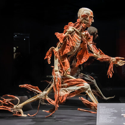 K&ouml;rperwelten Ausstellung Nordlicht 12