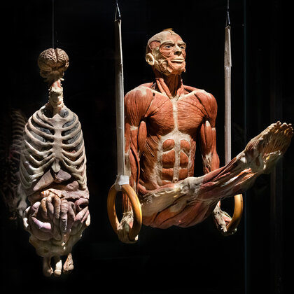 K&ouml;rperwelten Ausstellung Nordlicht 15