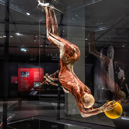 K&ouml;rperwelten Ausstellung Nordlicht 16