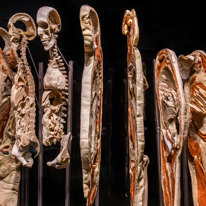 K&ouml;rperwelten Ausstellung Nordlicht 18