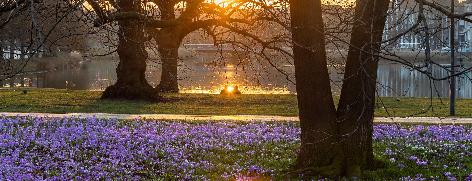 krokusbluete03 header