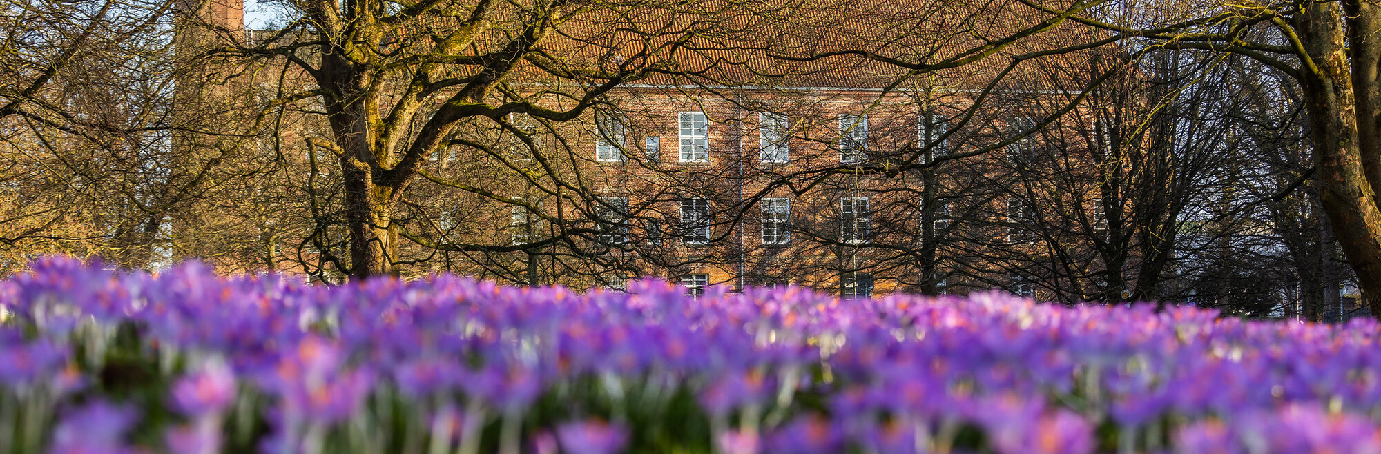 krokusbluete01a header