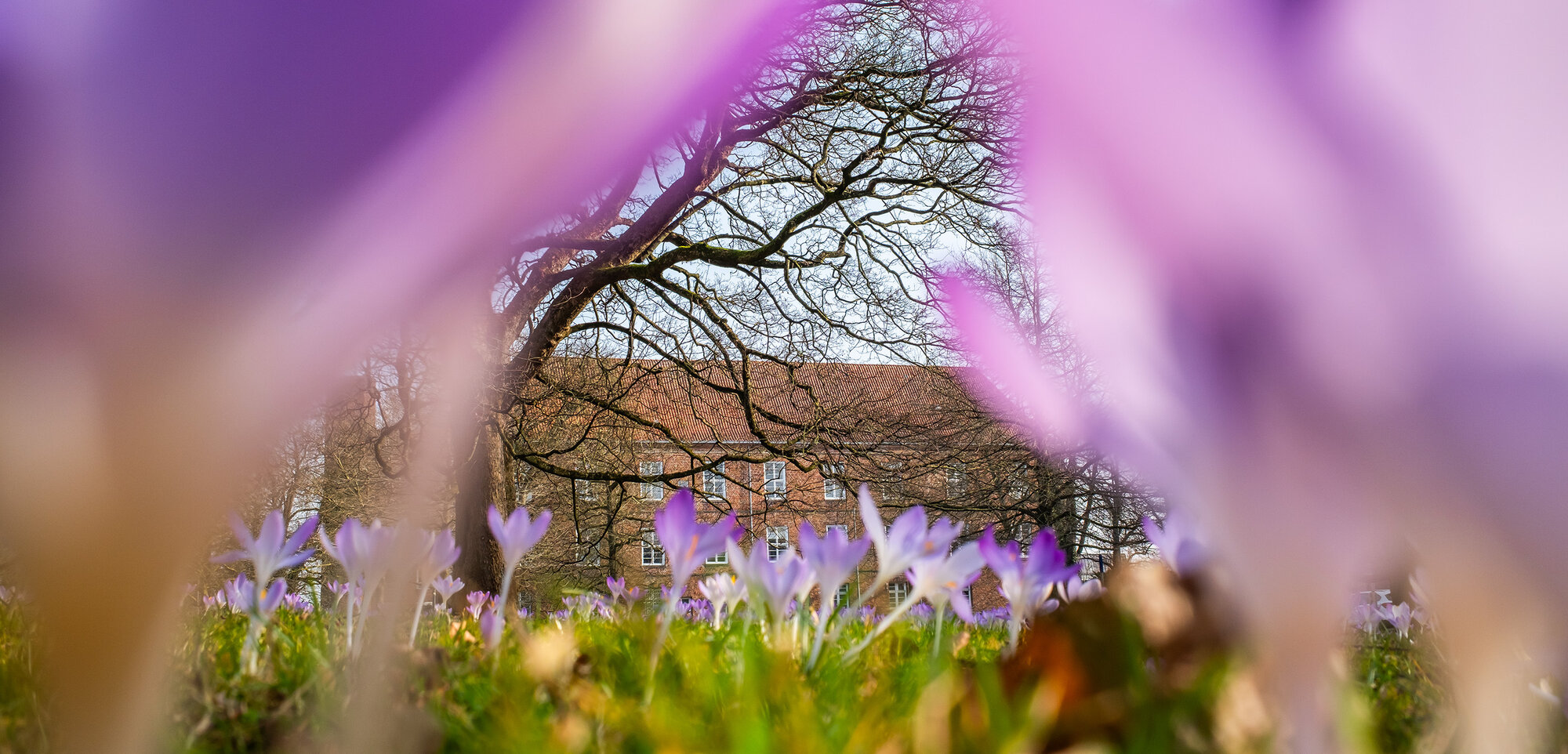 header_krokusbluete_02