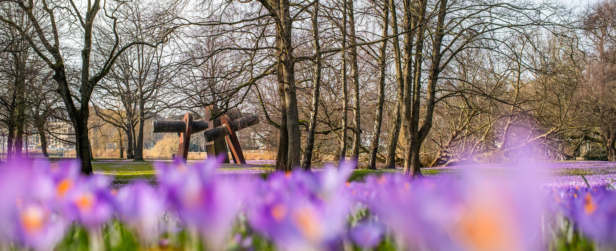 header_krokusbluete_03